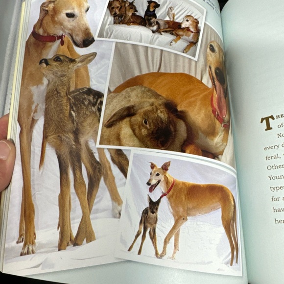 UNLIKELY FRIENDSHIPS BY JENNIFER S. HOLLAND 47 STORIES FROM THE ANIMAL KINGDOM - Picture 7 of 8